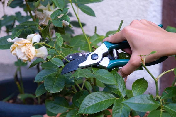 Gardener pruning rose bushes. Pruning roses after flowering. Rose care