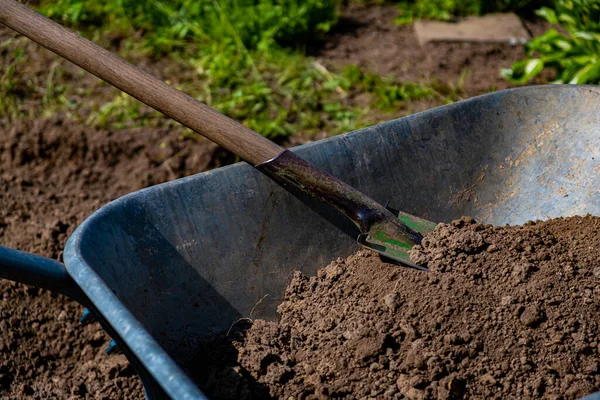 Shovel and wheelbarrow in the garden. Gardening. Shovel in the garden
