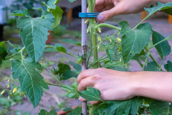 Hands of gardener tied up tomato in the garden. Growing organic vegetables in the garden