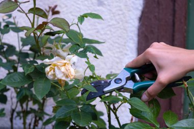 Gardener pruning rose bushes. Pruning roses after flowering. Rose care