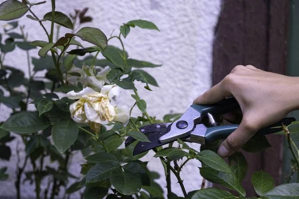 Gardener Pruning Rose Bushes Pruning Roses Flowering Rose Care — Foto de Stock