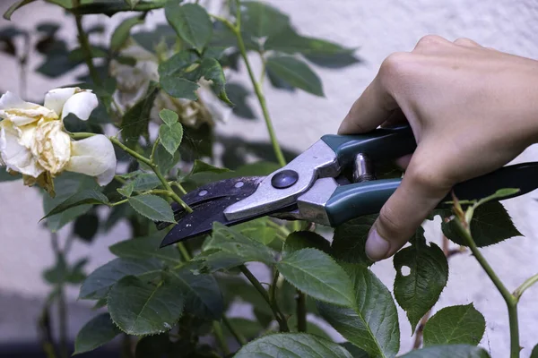Gardener pruning rose bushes. Pruning roses after flowering. Rose care