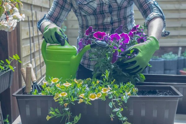 Gardener Plants Flowers Flowerpots Home Garden — Foto de Stock