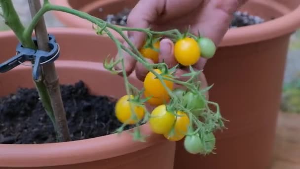 Close Farmers Male Hands Picks Yellow Ripe Tomato Branch Harvest — Stock Video