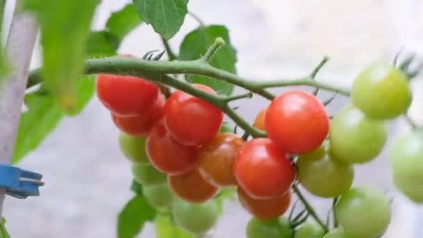 Farmer Hands Picking Crop Red Tomatoes Farmers Hands Holding Tomatoes — ストック動画