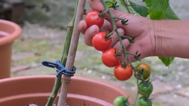 Αγρότης Που Μαζεύει Κόκκινες Ντομάτες Χέρια Των Αγροτών Κρατάνε Ντομάτες — Αρχείο Βίντεο