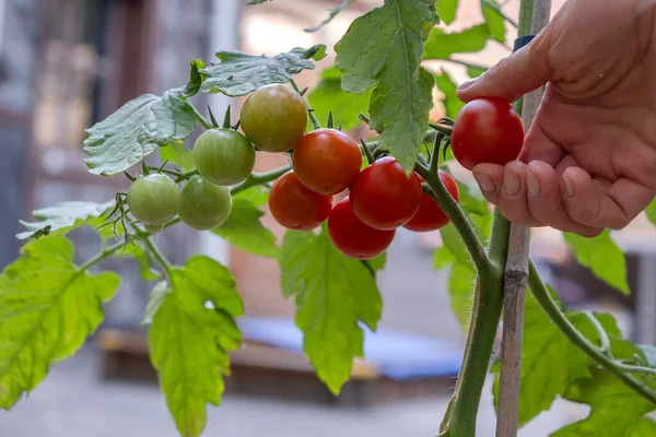 Womans Hands Harvesting Fresh Organic Tomatoes Her Garden Sunny Day —  Fotos de Stock