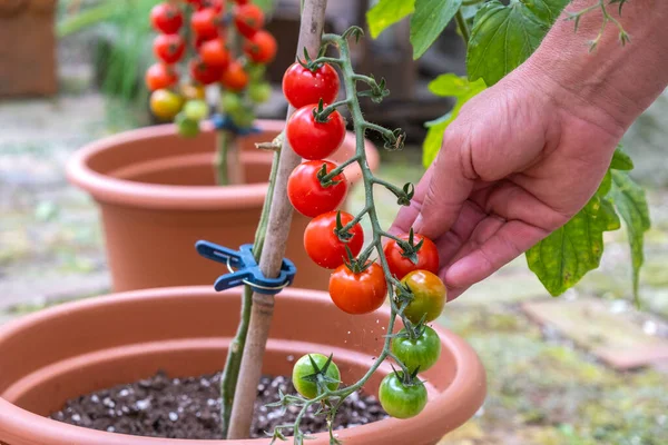 Harvesting tomatoes in the home garden. Tomatoes in pots. Mans hand picks tomatoes from a branch