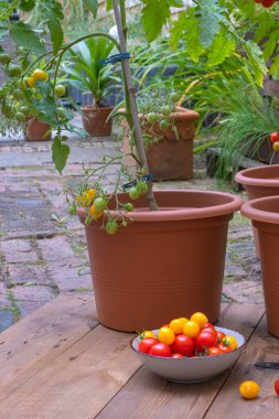 Growing tomatoes in the home garden. Garden in pots. High quality photo