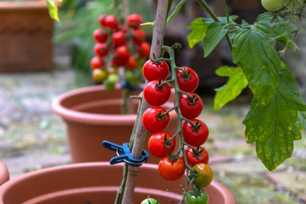 Ripe red organic tomato. Beautiful heirloom tomatoes. Growing tomatoes in pots. home garden