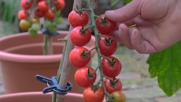 Αγρότης Που Μαζεύει Κόκκινες Ντομάτες Χέρια Των Αγροτών Κρατάνε Ντομάτες — Αρχείο Βίντεο