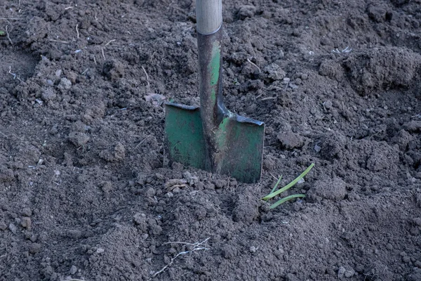 Old shovel stuck in the ground on the garden bed. Gardening tool and equipment. Front view. Garden work in autumn. Preparing the land for the winter season