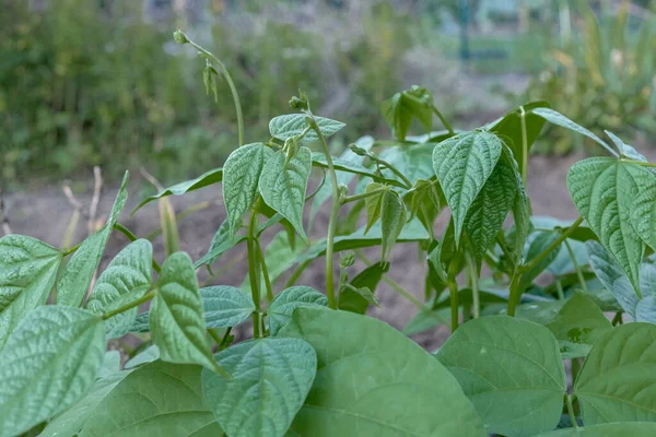 Young bean bushes growing in the garden. Growing green beans in autumn.