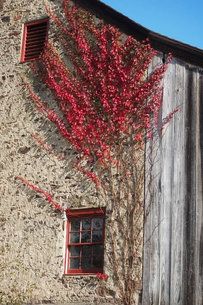 Растение Растет Стене Цвет Изменился Красный Осени — стоковое фото