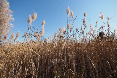 Bir sonbahar öğleden sonra bu çayırda çalılar uzadı..