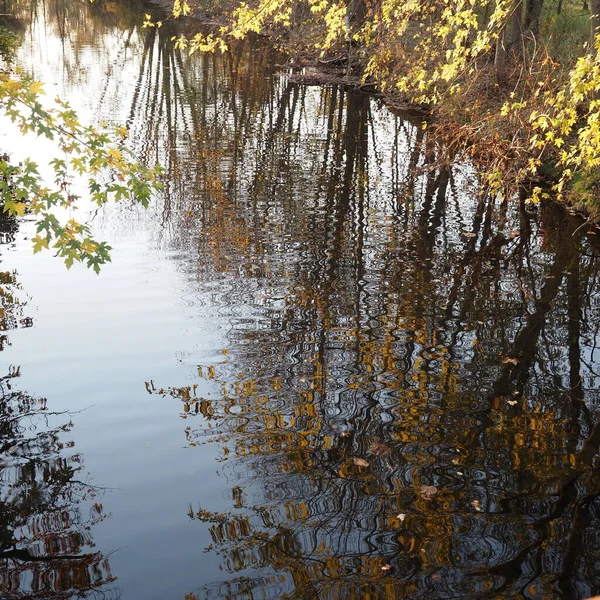 Reflection Trees Shows Stream — Stock Photo, Image