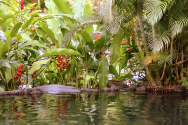 Kosta Rika 'da su güzel ve sakindir..