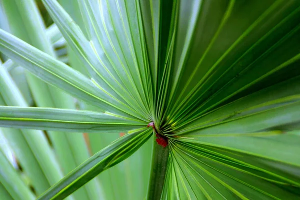 Egy Közeli Kép Egy Zöld Növényről Dél Floridában — Stock Fotó