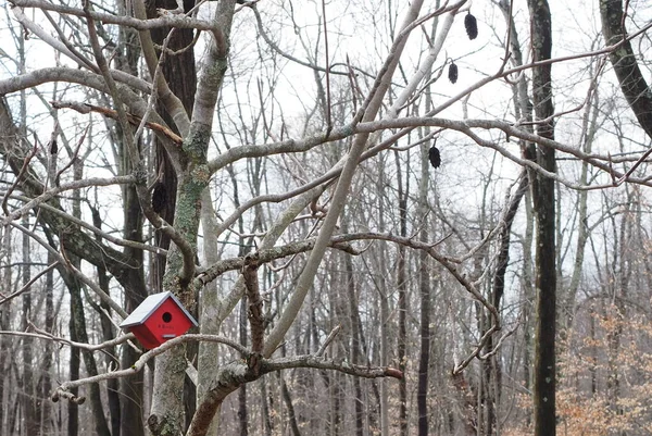 Casa Degli Uccelli Rossi Sull Albero Attira Molti Uccelli Durante — Foto Stock