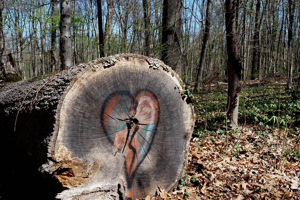 Someone Spay Painted Stump Fallen Tree — Foto Stock
