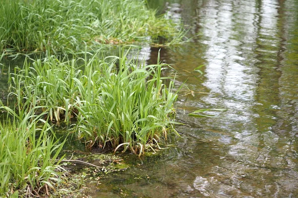 Pond Green Shrubbery Peaceful View Springtime — Stock Photo, Image