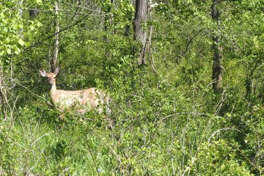 Geyik yaklaştığımı hisseder hissetmez koşmayı bıraktı..