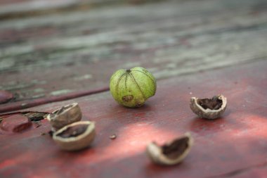 It is late summer and the acorns have stated falling from the trees. A few have landed on a wooden table.