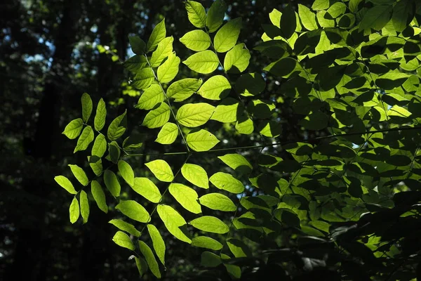 The sun is casting its shadow on the leaves.