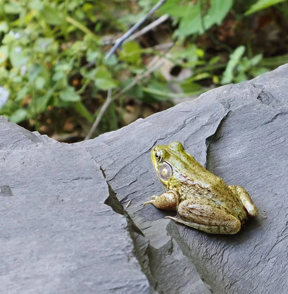 The frog is getting ready to leap in to the air.