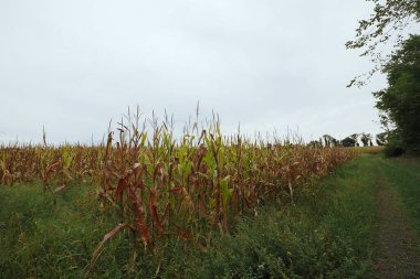 Sonbahar, balkabakları ve sonbahar hasadı ile yılın şenlikli zamanıdır..