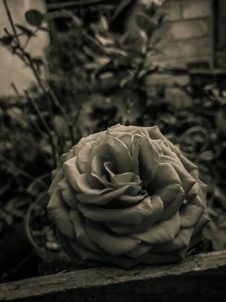Fotografía Una Rosa Jardín Tomada Blanco Negro —  Fotos de Stock