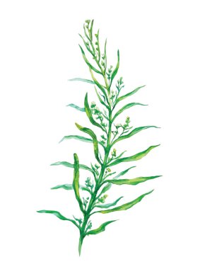 Watercolor fresh tarragon herb isolated, watercolor painting on white background