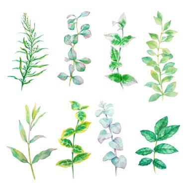 Vector Set watercolor elements - herbs, leaf. Collection garden, wild foliage, branches. Illustration isolated on white background. Green.
