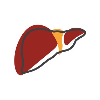 Human liver linear icon. Digestive system anatomy. Vector illustration isolated on white background