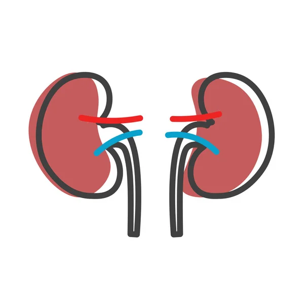 Human Kidneys Linear Icon Internal Organs Anatomy Urology Nephrology Logo — ストックベクタ