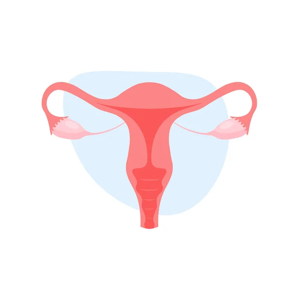 Γυναικείο Αναπαραγωγικό Σύστημα Uterus Μοντέρνο Επίπεδο Στυλ Ανθρώπινα Εσωτερικά Όργανα — Διανυσματικό Αρχείο