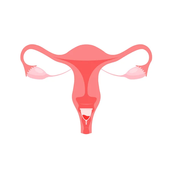 Appareil Reproducteur Féminin Coupe Menstruelle Zéro Déchet Eco Protection Pour — Image vectorielle