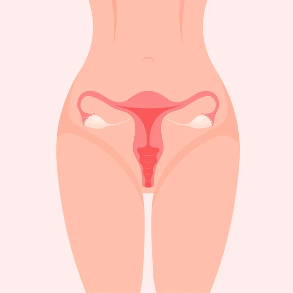 Uterus Ένα Σώμα Γυναικείο Αναπαραγωγικό Σύστημα Εικονογράφηση Διανύσματος Απομονωμένη Λευκό — Διανυσματικό Αρχείο