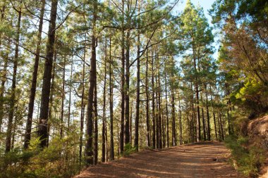 Orman manzarasında yol ya da patika, güneşli yaz gününde gün ışığı alan ağaçlar. -