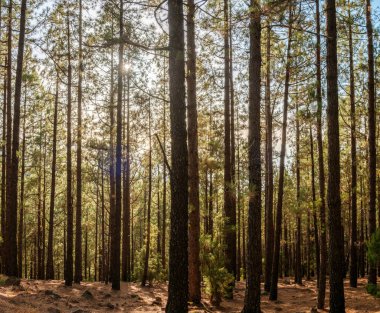 Orman manzarasında yaz günü, güneş ışığı alan ağaçlar.