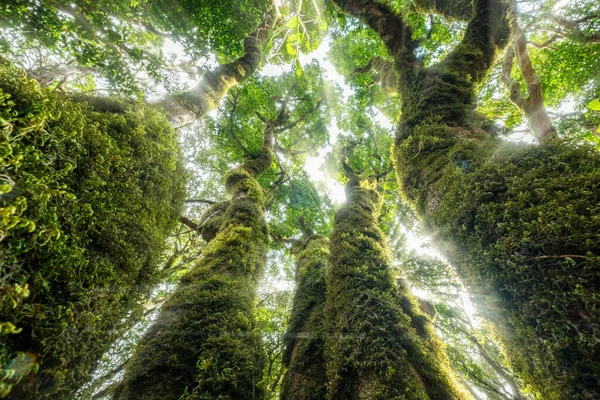 Laurel Ormanı Ağaçlar Yosun Dolu Anaga Tenerife — Stok fotoğraf