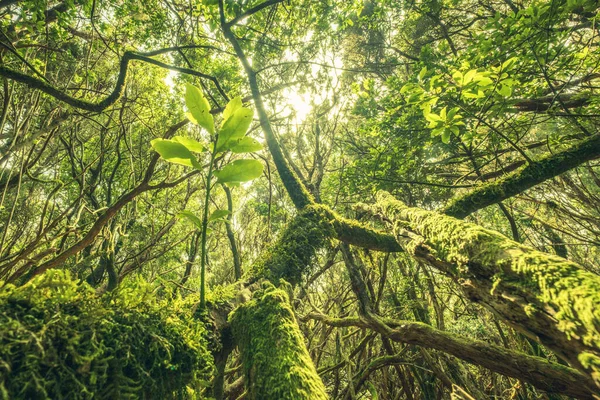 Yoğun Sisli Orman Doğasında Fazla Büyümüş Ağaçlar — Stok fotoğraf