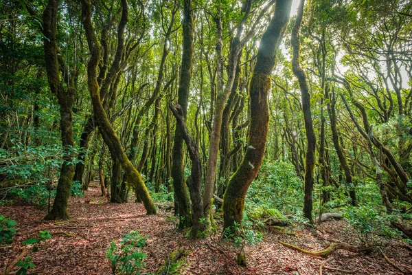 Ormanın Içinde Defne Ağacı Manzarası Anaga Ormanı — Stok fotoğraf