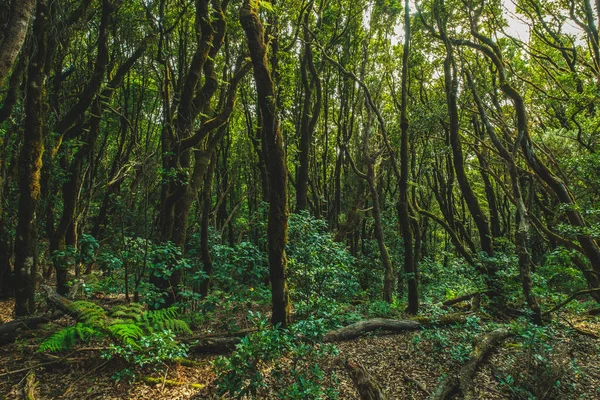 Karanlık Orman Defne Ağacı Manzarası Anaga Ormanı — Stok fotoğraf