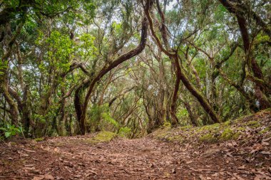 Orman manzarasında yürüyüş yolu, Tenerife