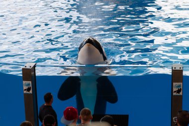 Tenerife, İspanya - Ağustos 2022 Tenerife 'deki Loro Parque' da balina gösterisi