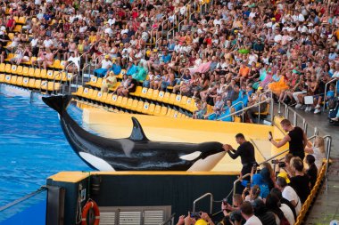 Tenerife, İspanya - Ağustos 2022 Tenerife 'deki Loro Parque' da balina gösterisi
