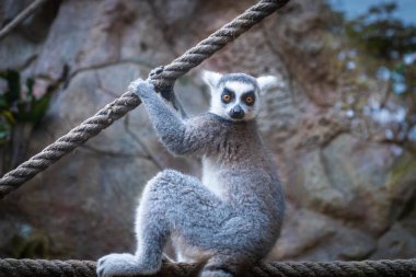 Lemur maymunları - sarı gözlü maymun