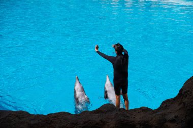 Tenerife, İspanya - Ağustos 2022: Tenerife 'deki Loro Parque' da hayvan eğitmeni ve yunus