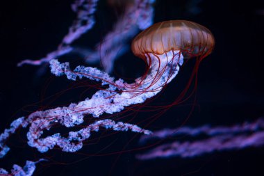 Aydınlatılmış Denizanası Medusa yakın plan